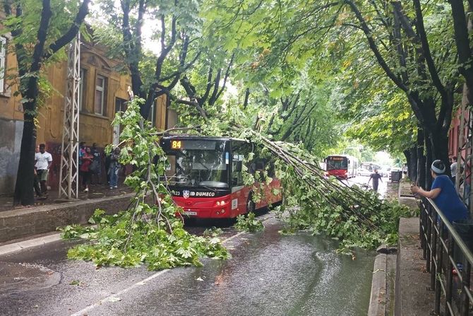 Drvo palo na autobus Zemun