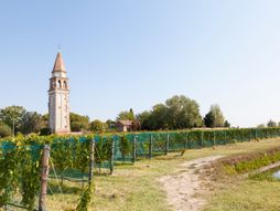 Dorona grožđe, Venecija, vinograd