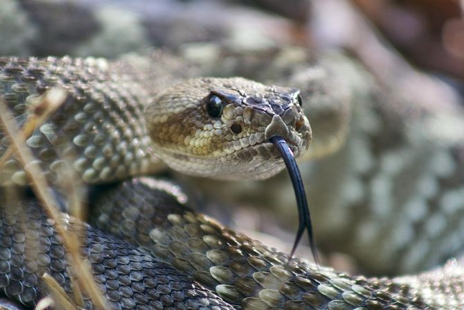 rattlesnake zvečarka