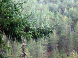 Pančićeva omorika, Tara