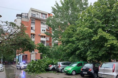 Nevreme Novi Sad palo drvo