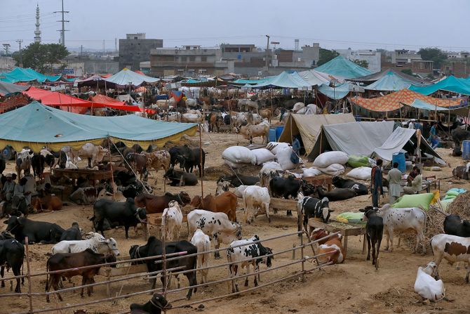 Praznik Kurban Bajram, Pakistan