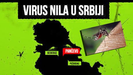 Virus Zapadnog Nila u Srbiji, komarac, komarci, grafika Pančevo, Beograd, Požarevac Zapadni Nil