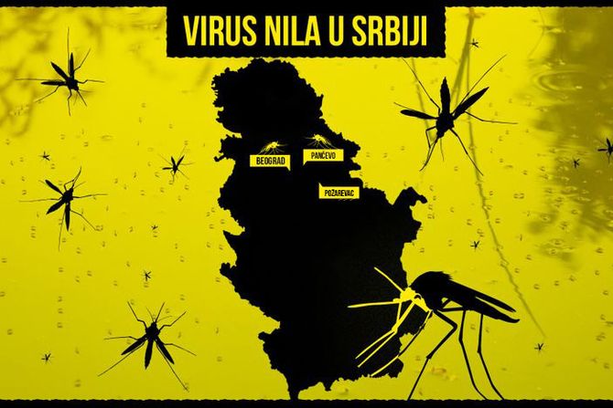 Virus Zapadnog Nila u Srbiji, komarac, komarci, grafika Pančevo, Beograd, Požarevac Zapadni Nil