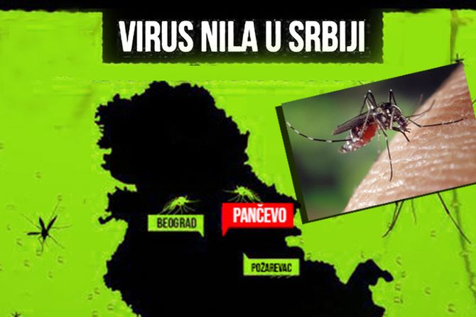 Virus Zapadnog Nila u Srbiji, komarac, komarci, grafika Pančevo, Beograd, Požarevac Zapadni Nil