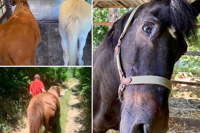 Imanje  Farkaždin više od 150 životinja u zapuštenom stanju