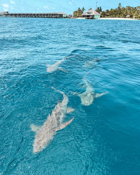 plivanje sa ajkulama, Jovana Kvržić, maldivi