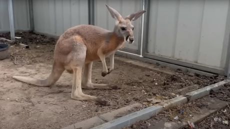 Papagaj kljunom otvorio kavez i pustio kengura na slobodu