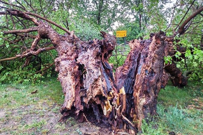 nevreme, oluja, rekovac, drveće