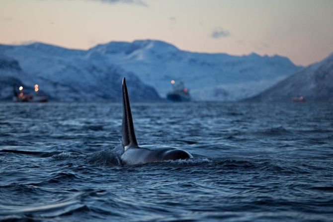 Orka Orka