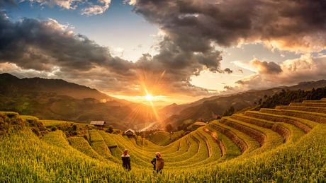 Vijetnam, pirincana polja