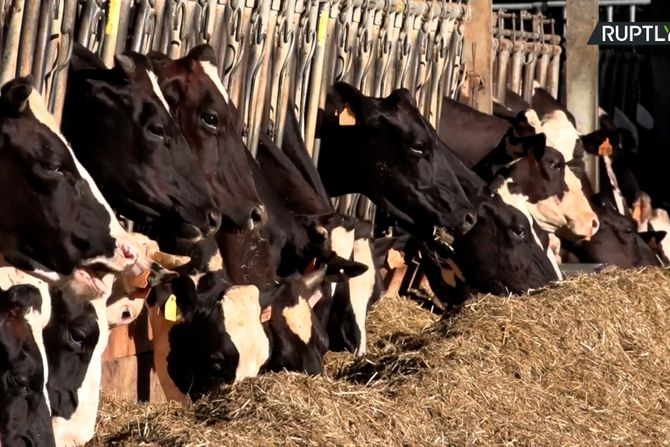 Farma, krave, tuševi, ventilatori