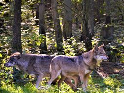 Šetnja sa čoporom vukova