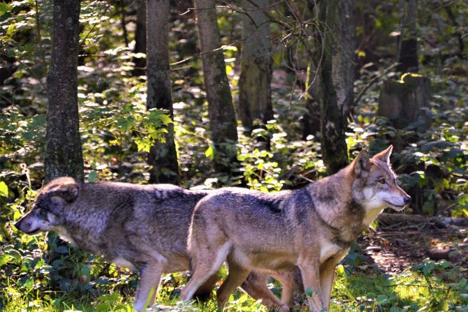 Šetnja sa čoporom vukova