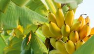 Uželećemo se banana: Evo zašto cena ovog voća stalno skače