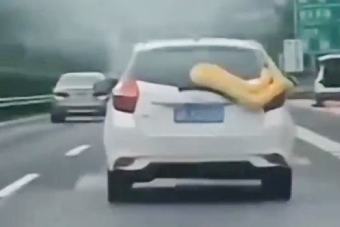 Piton, Kina, automobil Piton, Kina, automobil