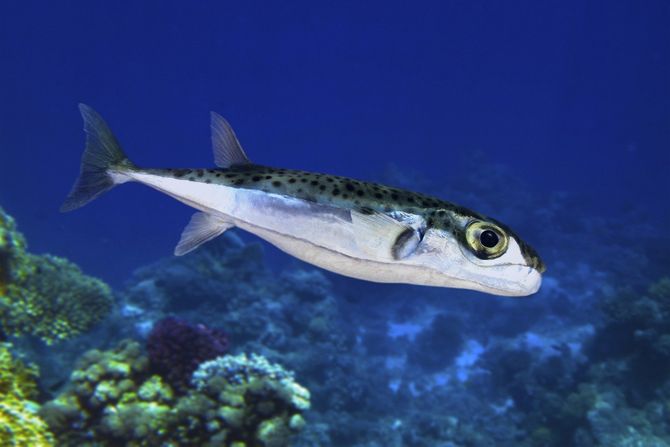 Lagocephalus sceleratus