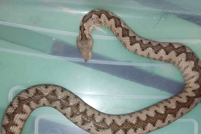 Poskok zmija Poskok zmija