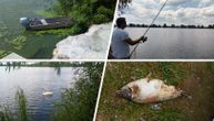 Veliko blato je najveći ribnjak u Beogradu: Nudi pravo carstvo riba, ali do njega dopiru i otpadne vode