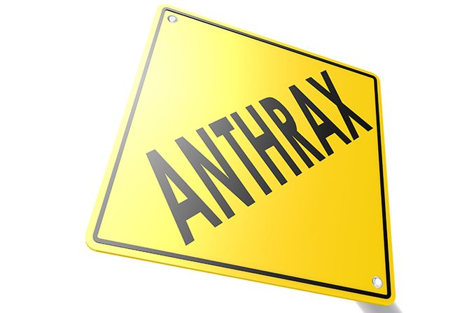 antraks antrax