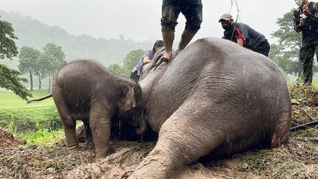 Slon, Tajland, spasavanje