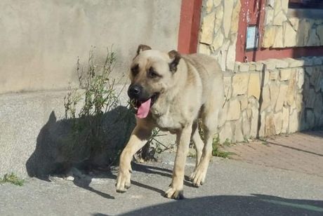 Pas usmrtio drugig psa u Zaječaru