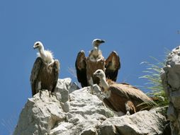 Zlatar, Nova Varoš, turistički vodič
