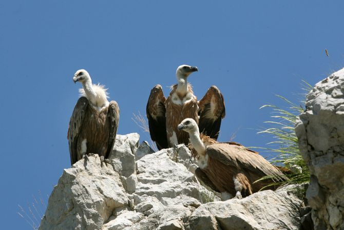 Zlatar, Nova Varoš, turistički vodič