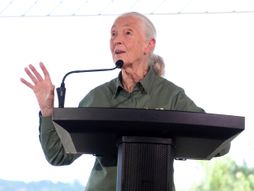 Džejn Godal Barbika Lutka Jane Goodall Barbie