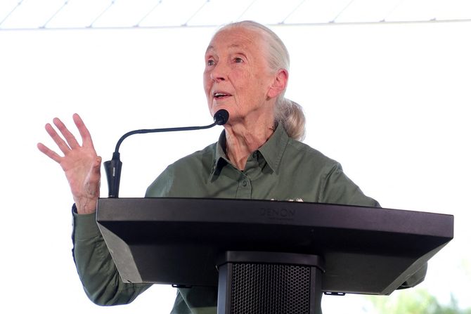 Džejn Godal Barbika Lutka Jane Goodall Barbie