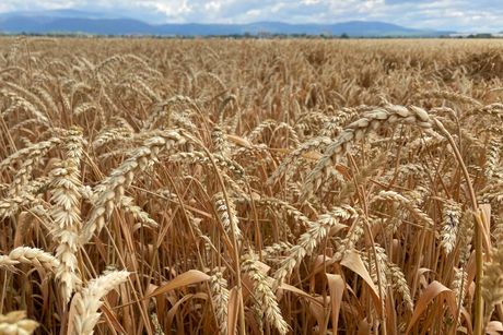 polje pšenice usevi