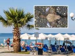 Grčka more plaža Leptokarija riba