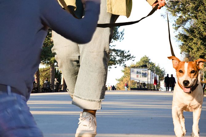 Kalemegdan muškarac napad na ženu sa psom pas žena Kalemegdan muškarac napad na ženu sa psom pas žena