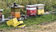 "Kao da samo čeka da izađem, pa da dođe": Medved kod Ivanjice pravi štetu pčelarima, oni nemoćni