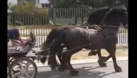 Krda konja na niškim ulicama: Prelaze preko raskrsnica i bulevara, građani strahuju za njihovu bezbednost