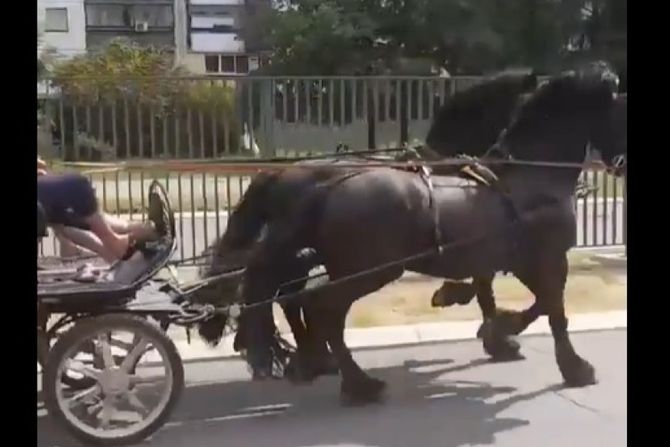 Galop, Beograd, saobraćaj, konji,