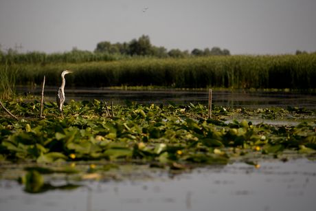 Specijalni rezervat prirode Zasavica