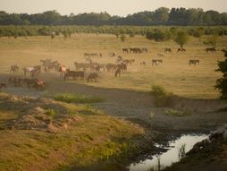 Specijalni rezervat prirode Zasavica