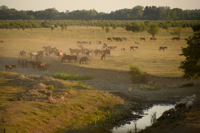 Specijalni rezervat prirode Zasavica