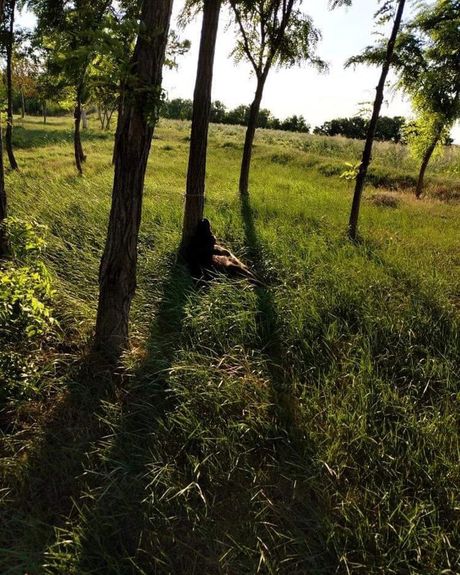 Pas Srbobran Pas Srbobran