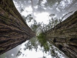 Sekvoja, Nacionalni park Redvud Kalifornija, najviše drvo na svetu