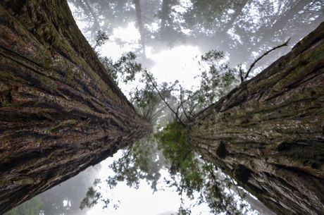 Sekvoja, Nacionalni park Redvud Kalifornija, najviše drvo na svetu