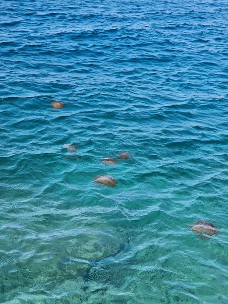 Meduze, Jadran, Hrvatska Meduze, Jadran, Hrvatska