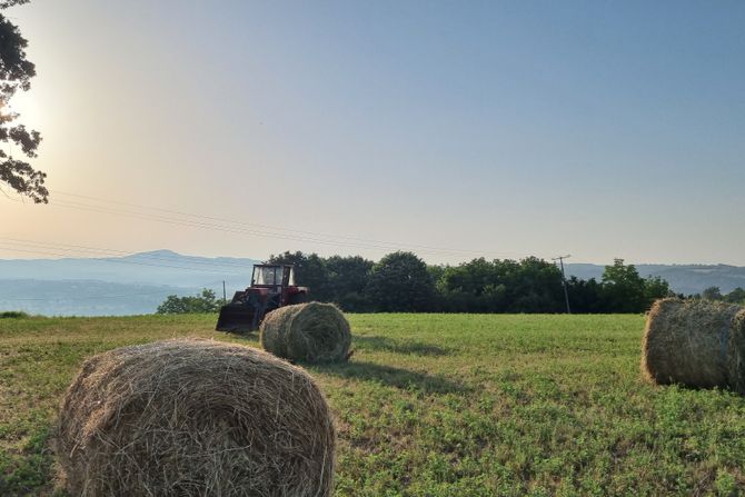 pokošene livade