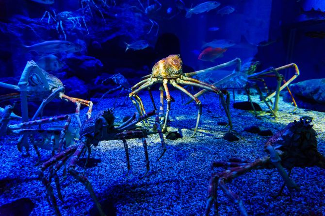 spider crab pauk rak spider crab pauk rak