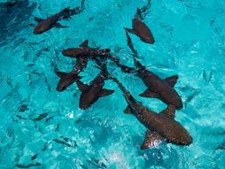 Compass Cay Bahami napad ajkule