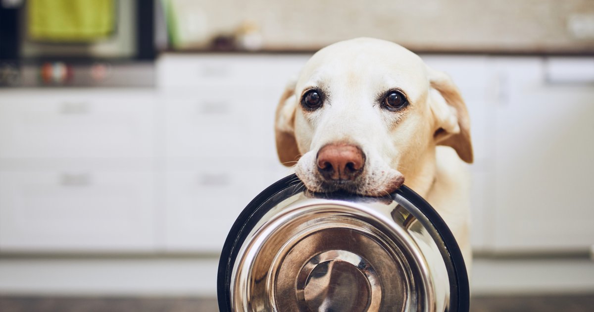 je li riba dobra za pse