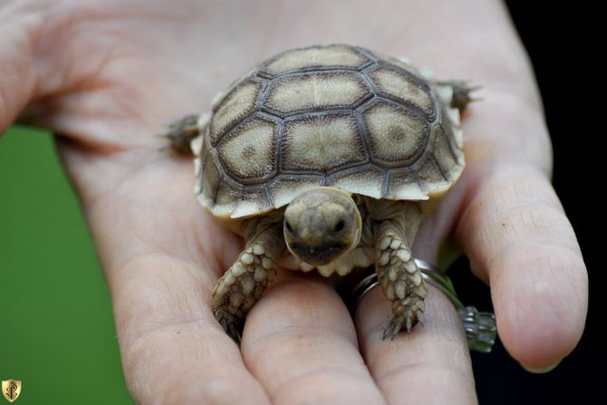 zoo vrt u beogradu, kornjače, poklon,