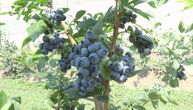Da li je ovo najisplativije voće? "Plavo zlato" je savršeno za male parcele, cena u izvozu ide do 8 evra