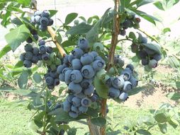 Borovnica Gornji Milanovac